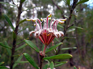 Grevillea Buxifolia